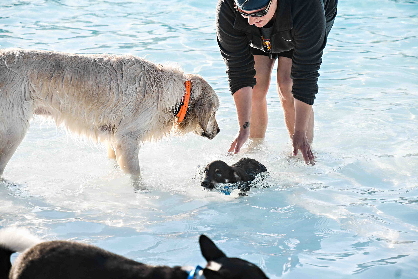 Dog swim at OC pool